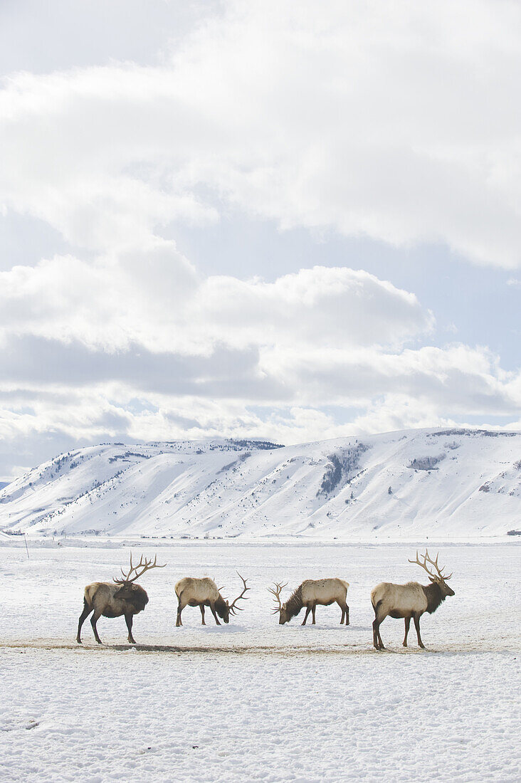 Four elk grazing on February 11, 2008 on the elk refuge near Jackson, Wyoming.