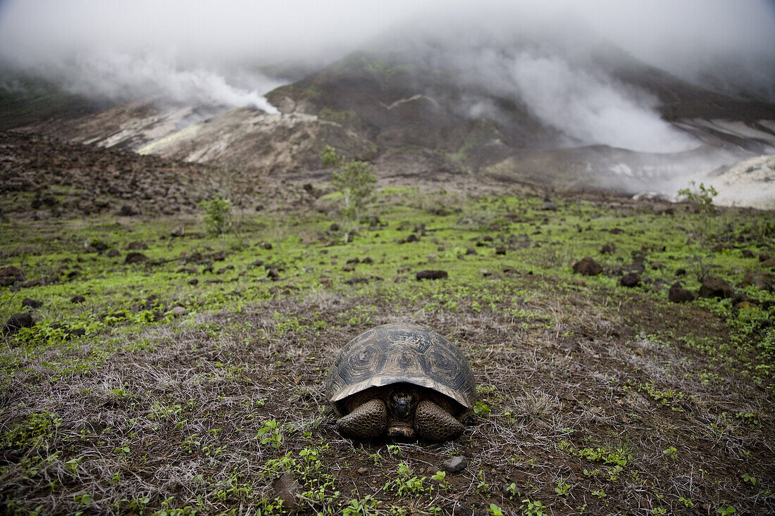 Isabella Island, Galapagos, Ecuador - February 2007: A young, giant tortoise sits on the floor of Alcedo Volcano in the Galapagos as steam vents bellow in the background. The island is known for its population of giant tortoises.