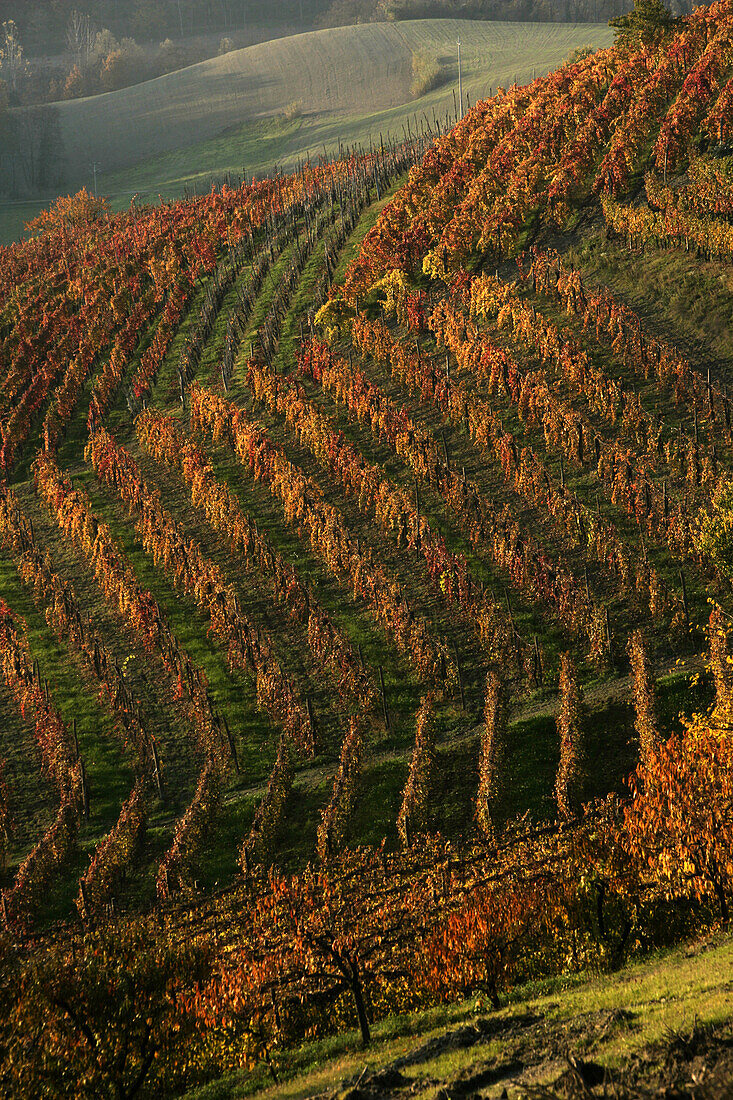 Autumn colored vineyards above Dogliani, Piedmont, Italy.