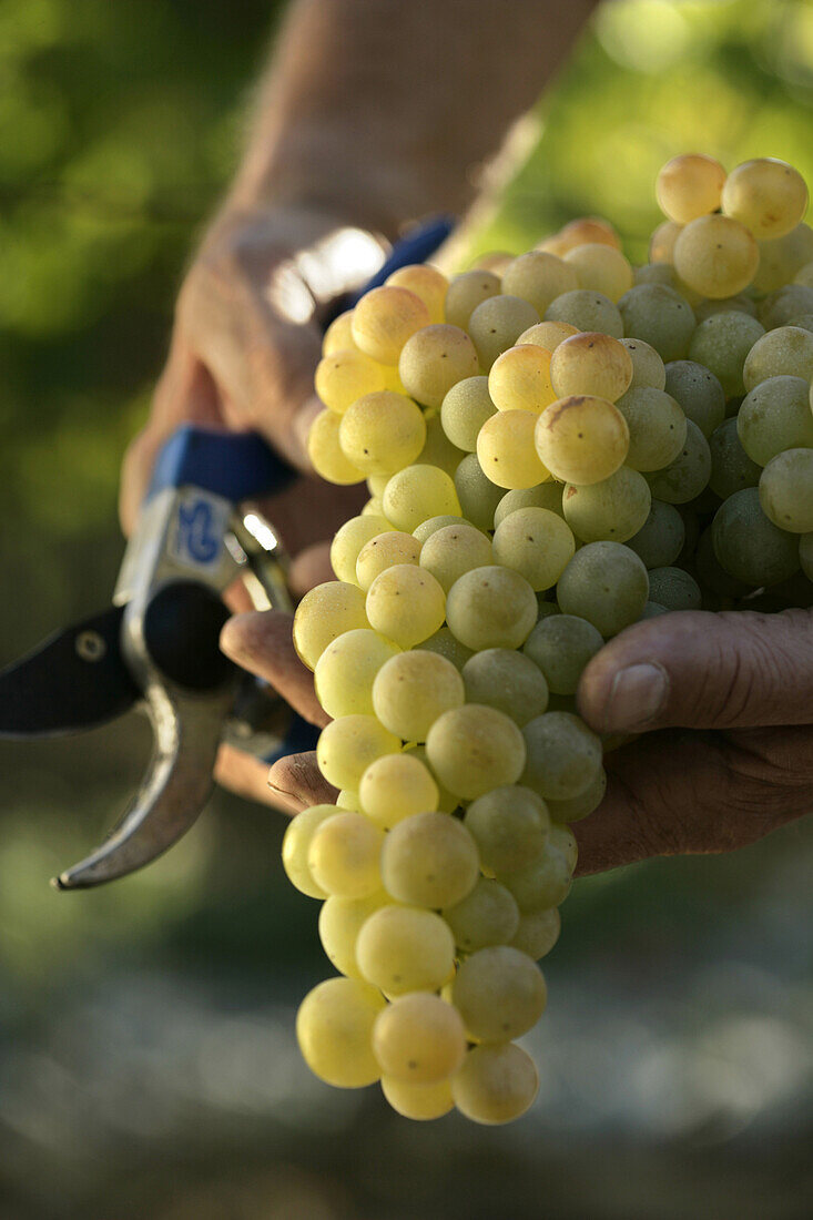 'Fully ripe Cortese grapes seen on the day of harvest at La Scolca Winery in Gavi, Piedmont, Italy.  property release code: LaScolca_Property_Release.jpg;  model releae: Soldati_Giorgio_LaScolca.jpg,'