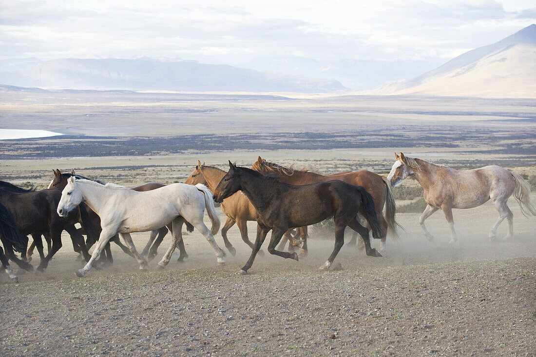 A herd of horses running on an estancia on March 2, 2008 near Las Torres National Park, Chile.