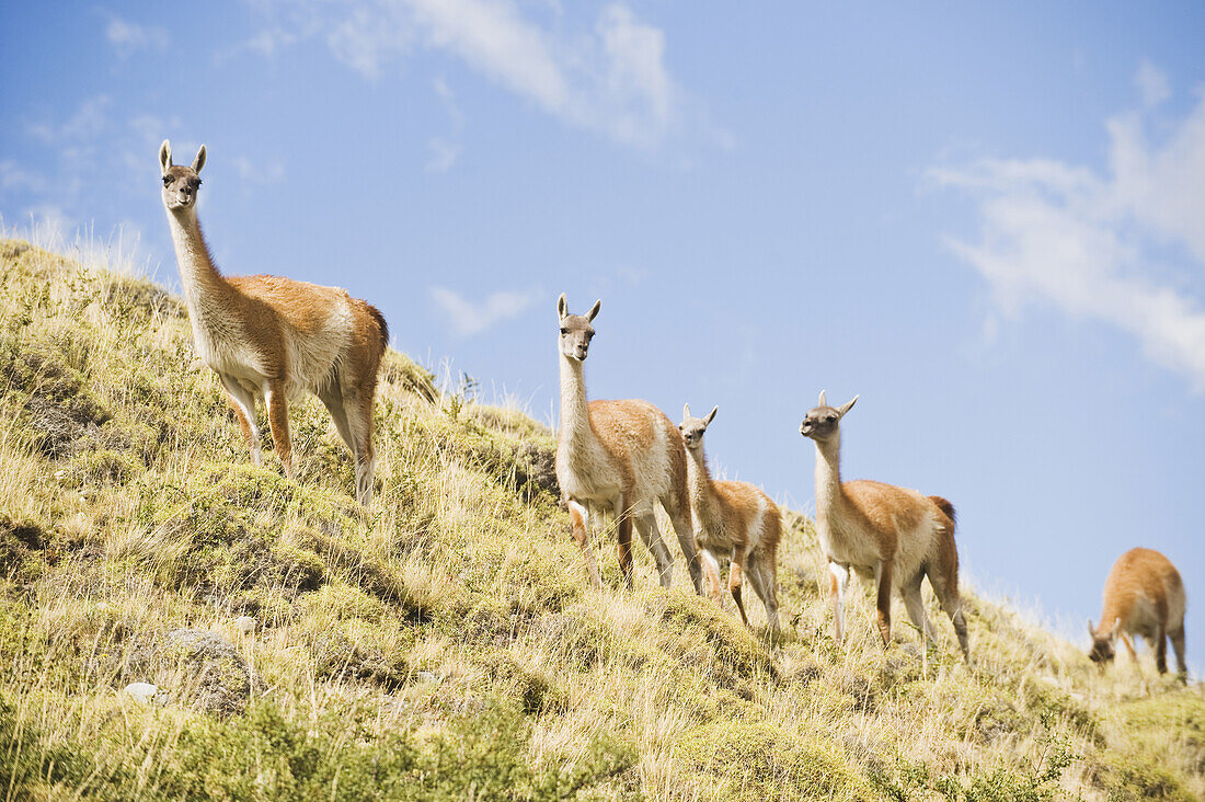 A herd of guanacos walking near the Rio Paine on March 1, 2008 in Las Torres Del Paine National Park, Chile.