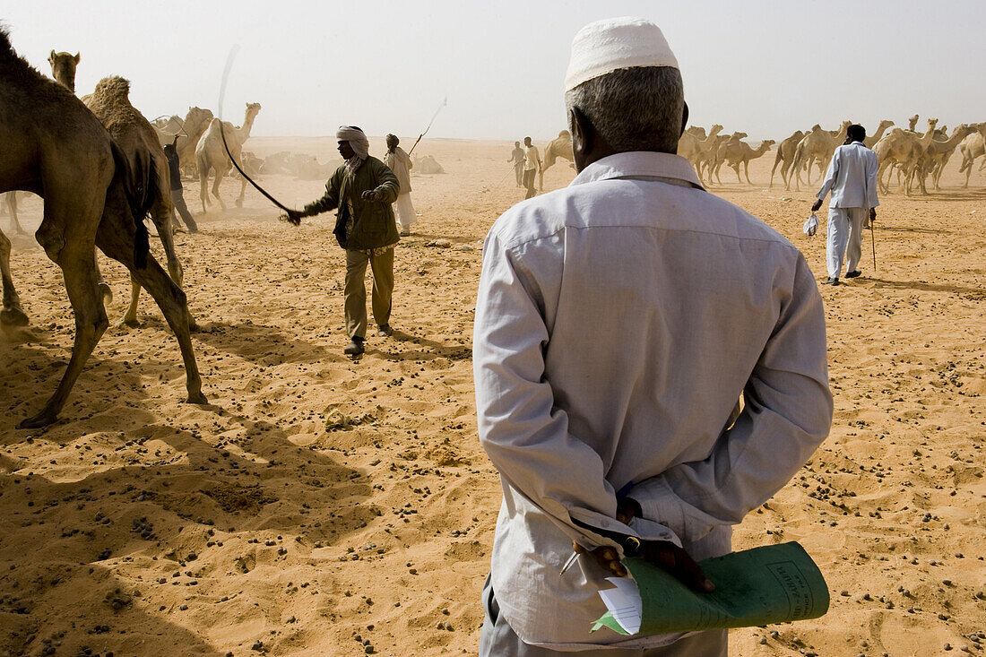 Wadi Halfa, Sudan. Federal inspectors and a veterinarian check camels and all papers before they cross into Egypt.