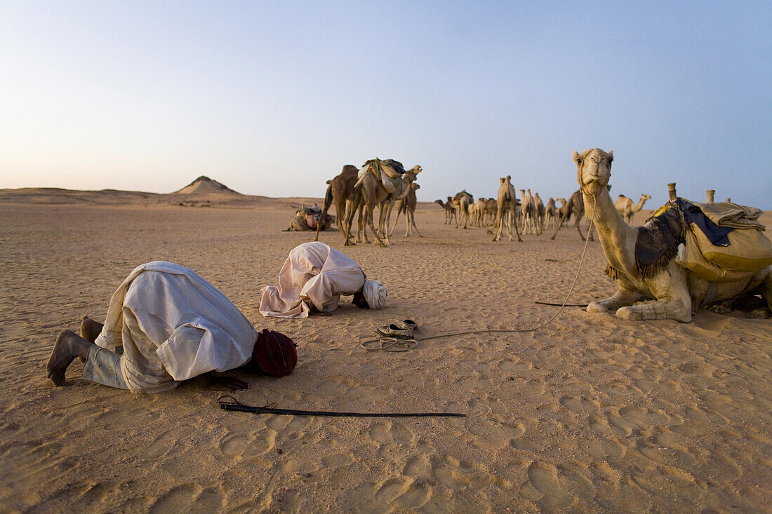 Sunset prayers to Mecca was a routine for the camel herders leading a caravan, Sahara Desert, northern Sudan.