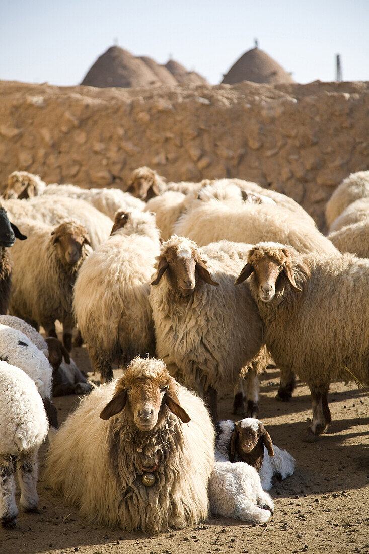 Sarouj, Syria - January, 2008: Sheep in the village of Sarouj east of Hama.