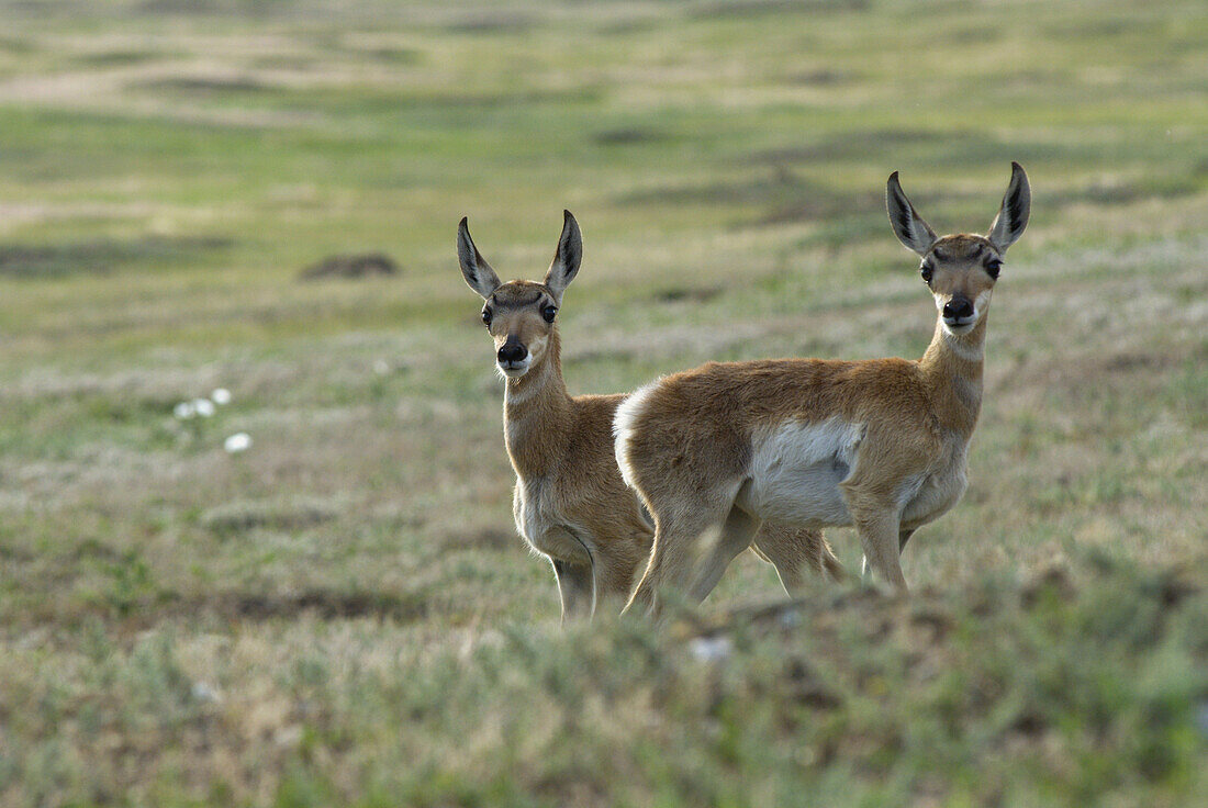 Twin pronghorn antelope fawns  Antilocapra americana, stare out over the grasslands of Wind Cave National Park, in the Black Hills of South Dakota
