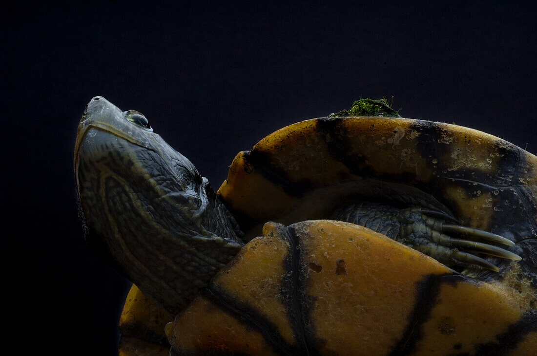 The Chicken Turtle Deirochelys reticularia, is an uncommon freshwater turtle found in the southeast of the United States. Found in a local pond on June 11, 2008.