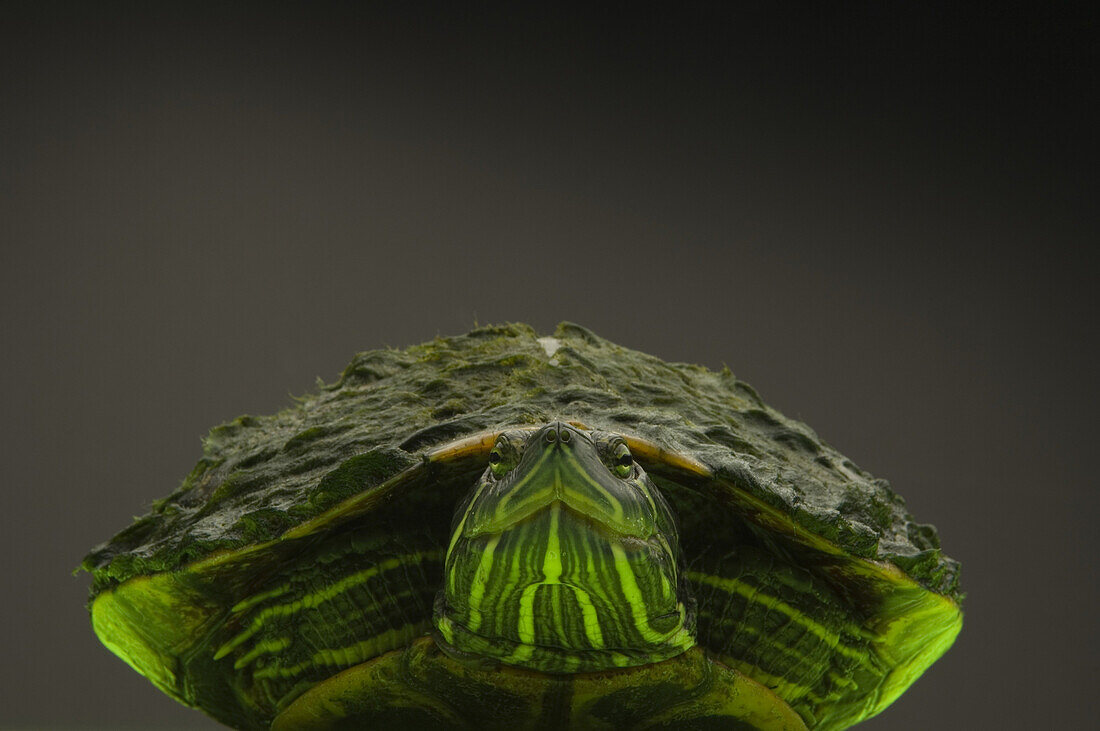 The Red-eared Slider Trachemys scripta elegans, is a semi-aquatic turtle terrapin, belonging to the family Emydidae. It is a native of the southern United States, but has become common in various areas of the world due to the pet trade. They are very popu