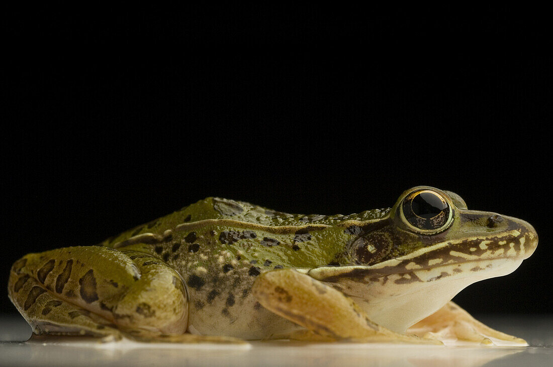 Southern Leopard Frog Rana sphenocephala Rana utricularia, is common to most Eastern states. A nocturnal animal, it breeds all year round and can be found near any freshwater location. macro studio