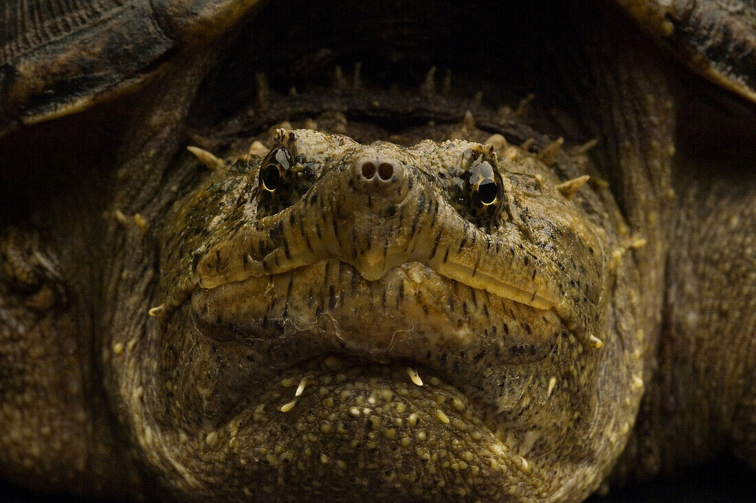 The common snapping turtle Chelydra serpentina, is a large freshwater turtle. This species is widely referred as snapping turtles or snappers. The estimated lifespan of a snapping turtle is to be around 30 years.