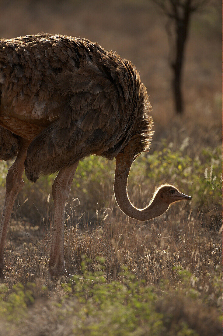 A female Ostrich looking for food in West Tsavo National Park, Kenya, Africa.