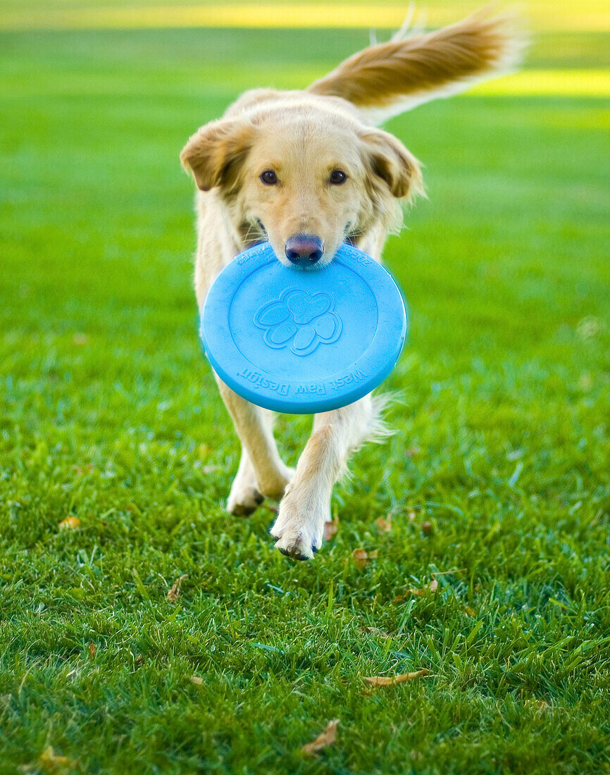 A Golden Retriever fetches a Frisbee at a park in Boulder, CO.