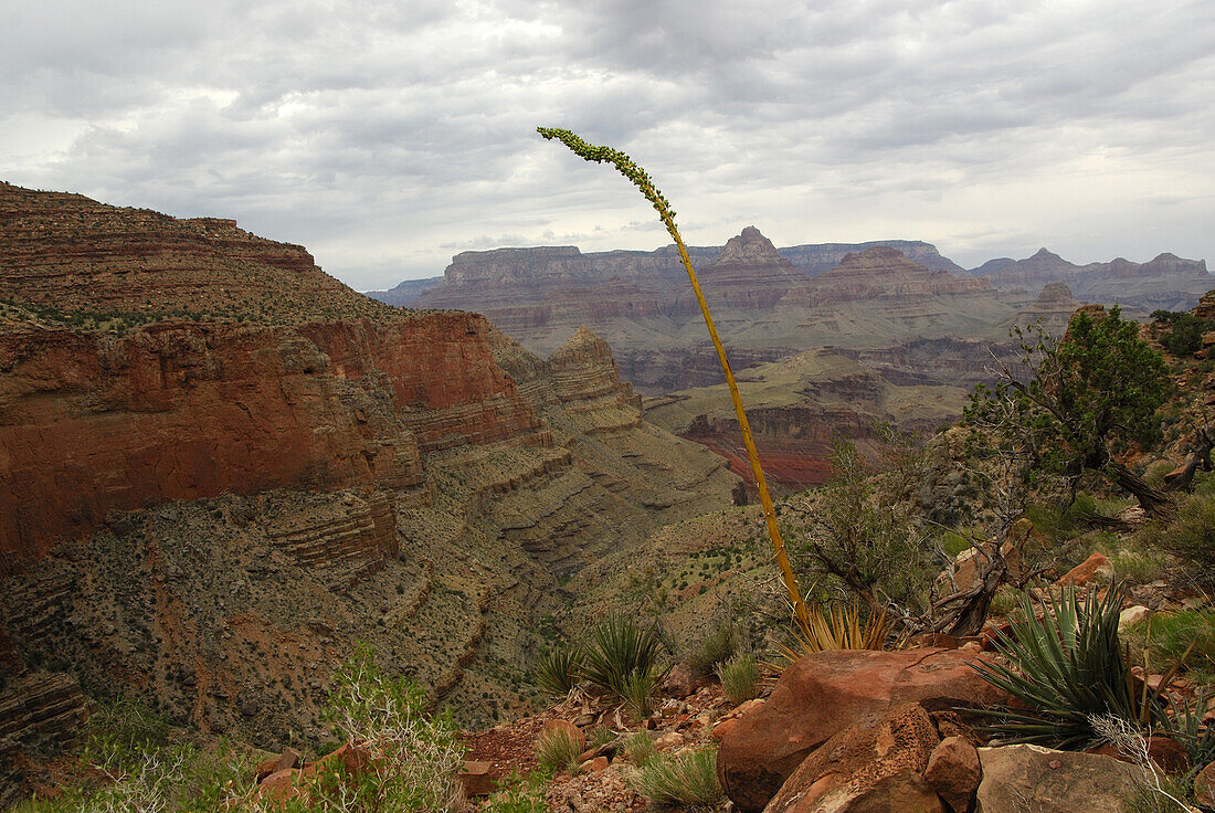The view from below the rim of the Grand Canyon on the New Hance Trail on 8/5/08