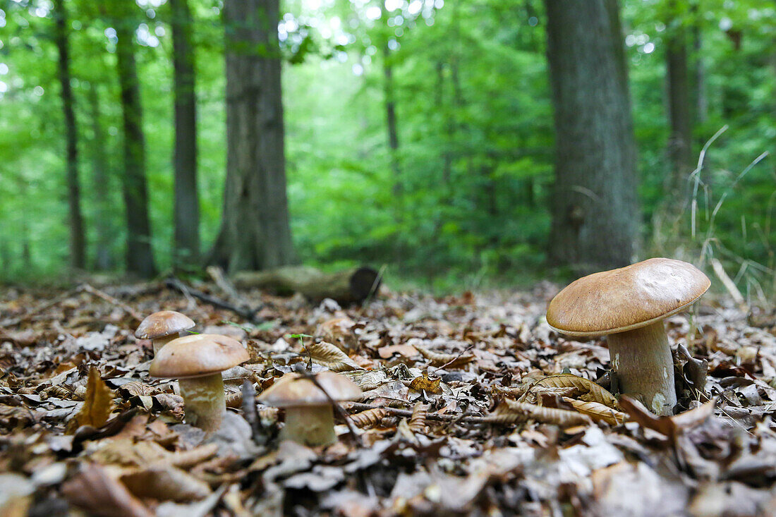 Steinpilze auf Waldboden, Biosphärenreservat Schorfheide-Chorin, Neudorf, Friedenfelde, Uckermark, Brandenburg, Deutschland