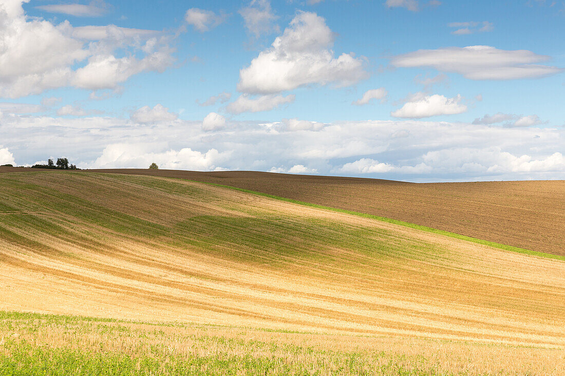 Scenery with fields in summer, Schorfheide-Chorin Biosphere Reserve, Uckermark, Brandenburg, Germany