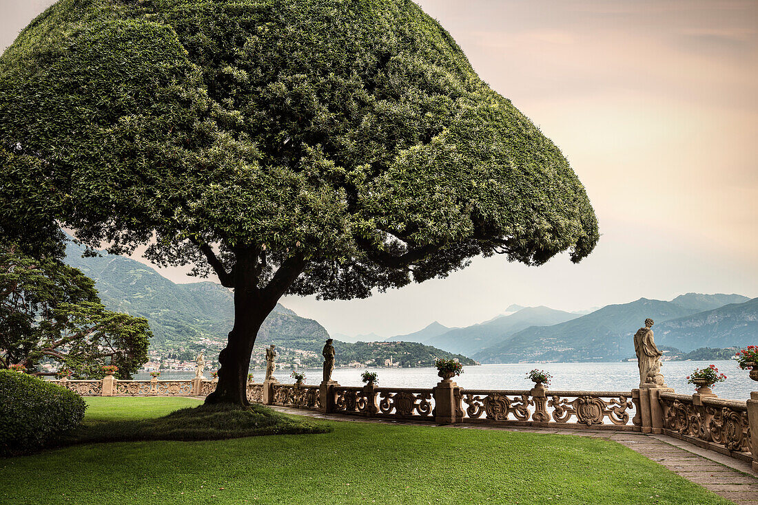 Garten mit besonderem Baum in Villa del Balbianello, Lenno, Comer See, Lago di Como, Lombardei, Italien, Europa