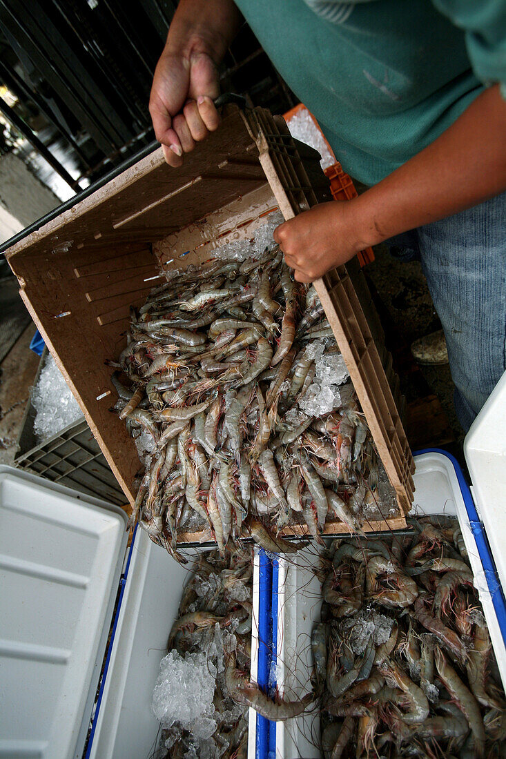 Workers pack up the last shipment of Shrimp from Venice Seafood wholesale distribution in Venice, Louisiana on 5.12.10. Local fisherman are suffering as large areas have been closed to commercial and recreational fishing because of the the growing oil spi