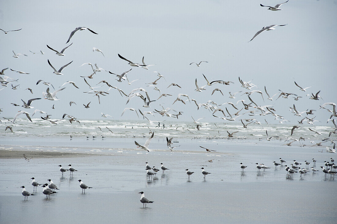 Breton Island, LA - May 3, 2010, Gulls flock around Breton Island.