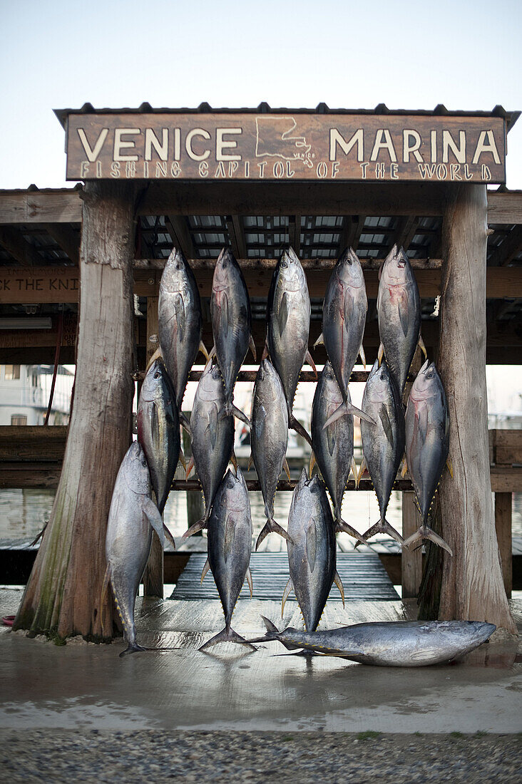 Venice, LA - May 4, 2010, Yellow fin tuna hang in Venice Marina. Charter fishing boats continue to deploy to the west and south of the spill. However, many customers are canceling planned trips.