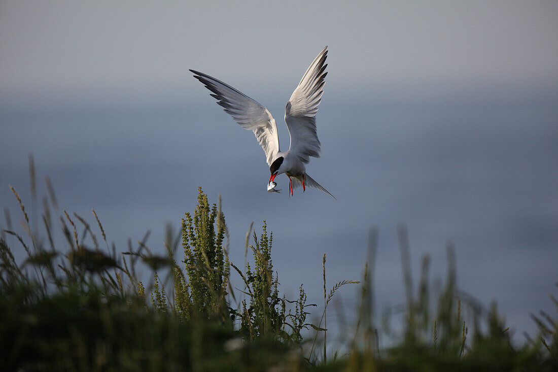 The National Audubon Society started Project Puffin in 1973 in an effort to learn how to restore puffins to historic nesting islands in the Gulf of Maine. Today the project is a success with more than 100 nesting birds each year.