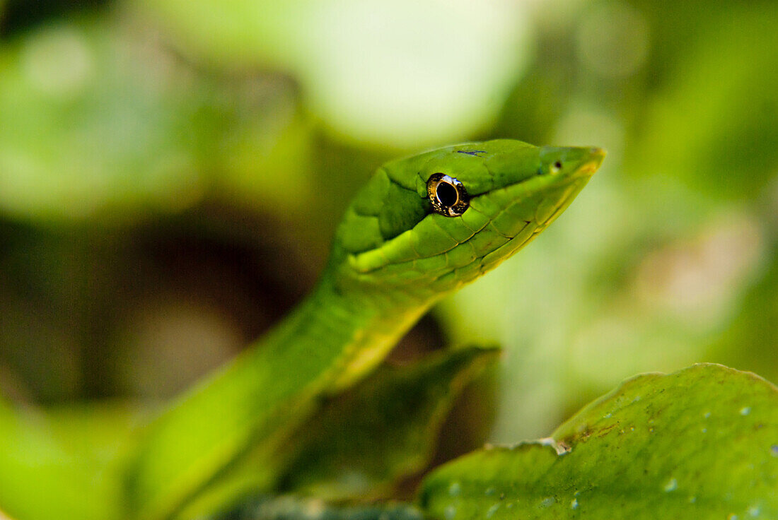 Amazon Rainforest, Puerto Maldanado, Peru.  A stem leaf snake rests in an alert position in the amazon rainforest.