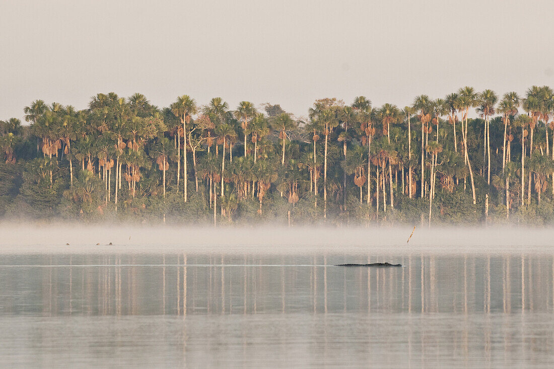 Amazon Rainforest, Puerto Maldanado, Peru.  A large Cayman swims across sandoval lake at sunrise while otters try for fish in the background.