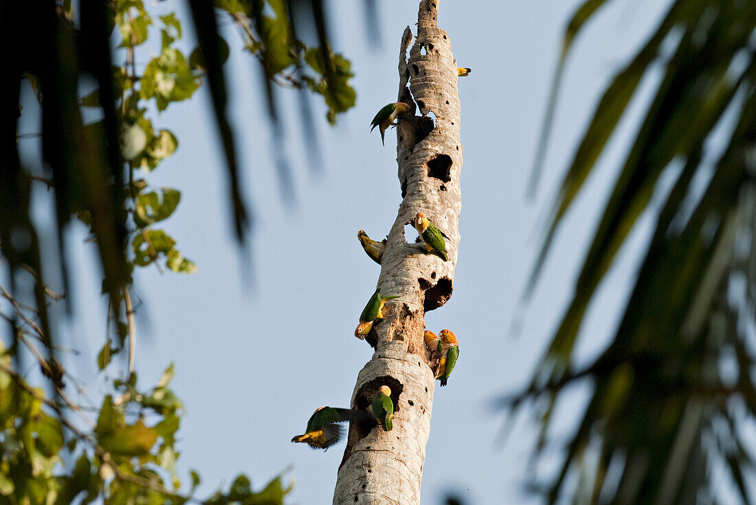 Amazon Rainforest, Puerto Maldanado, Peru.  White Breasted Parrots eat the dead wood of a palm tree for nutrients that there main diet lacks.