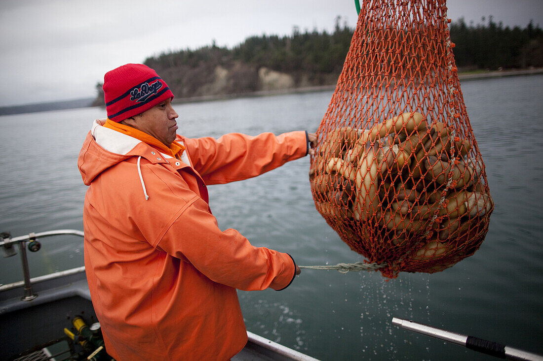 'Tribal deckhand Michael Rogers pulls in net of geoducks, filled by divers below, onboard the vessel ''Casino'' in Puget Sound near Suquamish, Washington on Tuesday, January 18, 2011. Suquamish Tribe divers can earn between $1000-2000 a day harvesting the
