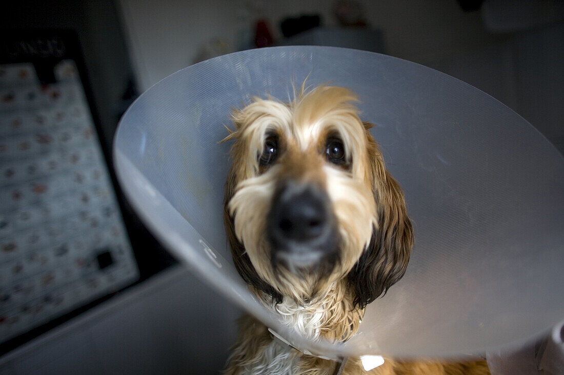 A dog wears an Elizabethan collar at a Pet Hospital in Condesa, Mexico City, Mexico, January 26, 2011.
