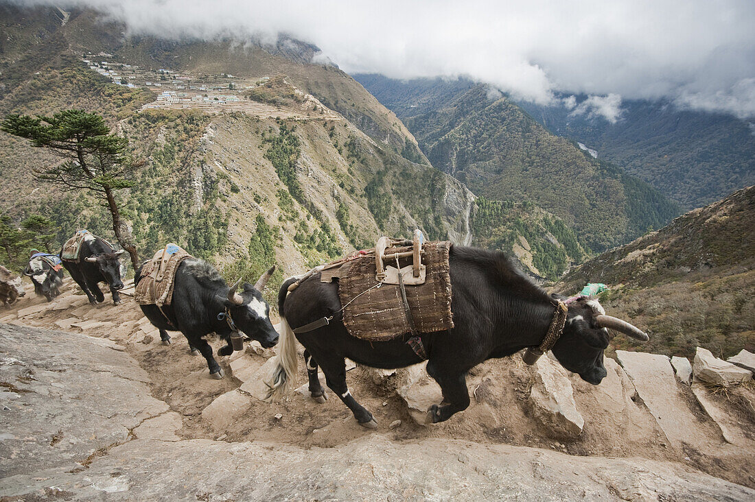 A string of pack animals leave no room for trekkers along a trail on the edge of a large cliff in Nepal.
