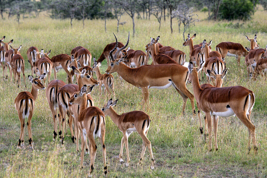 Impalas- Aepyceros melampus