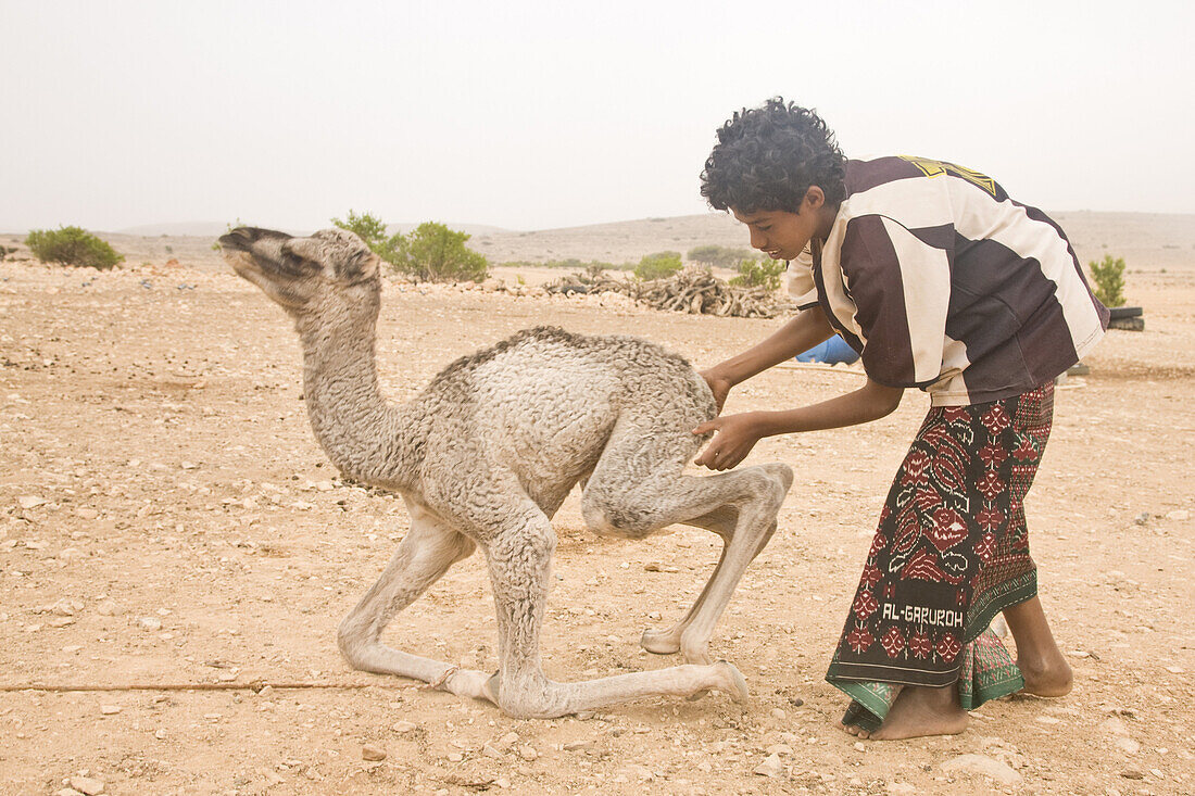A young bedouin boy helps a newborn camel to its' feet in the Jabal Samhan, Oman.