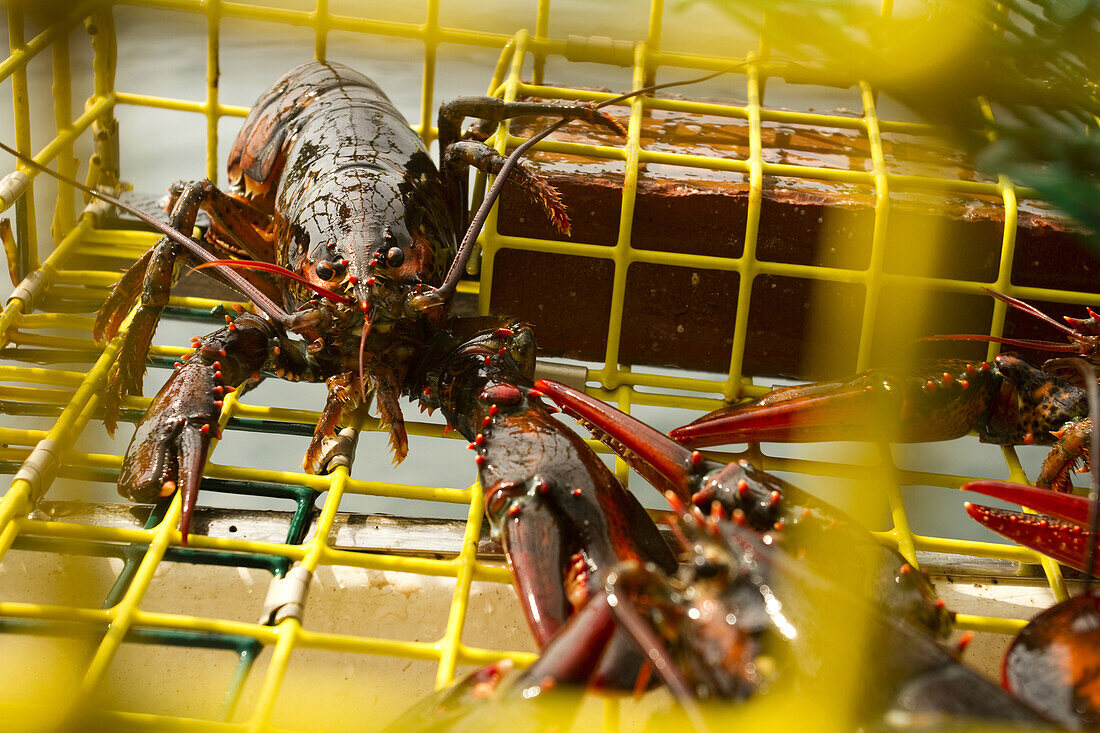 Freshly hauled lobsters in trap off the coast of Maine. Lobstermen Bernd Wolff and his father Hans Wolff are Maine lobstermen working out of Biddeford Pool on the southwestern coast.