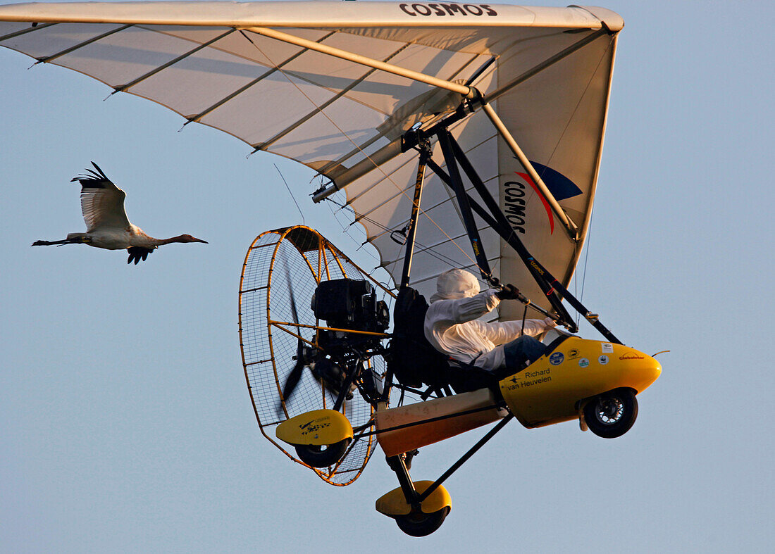 A Whooping Crane flies behind an Ultralight operated by Operation Migration in the Necedah National Wildlife Refuge in Necedah, Wisconsin in September 2009. The ultralight will lead them to Florida during the fall migration.