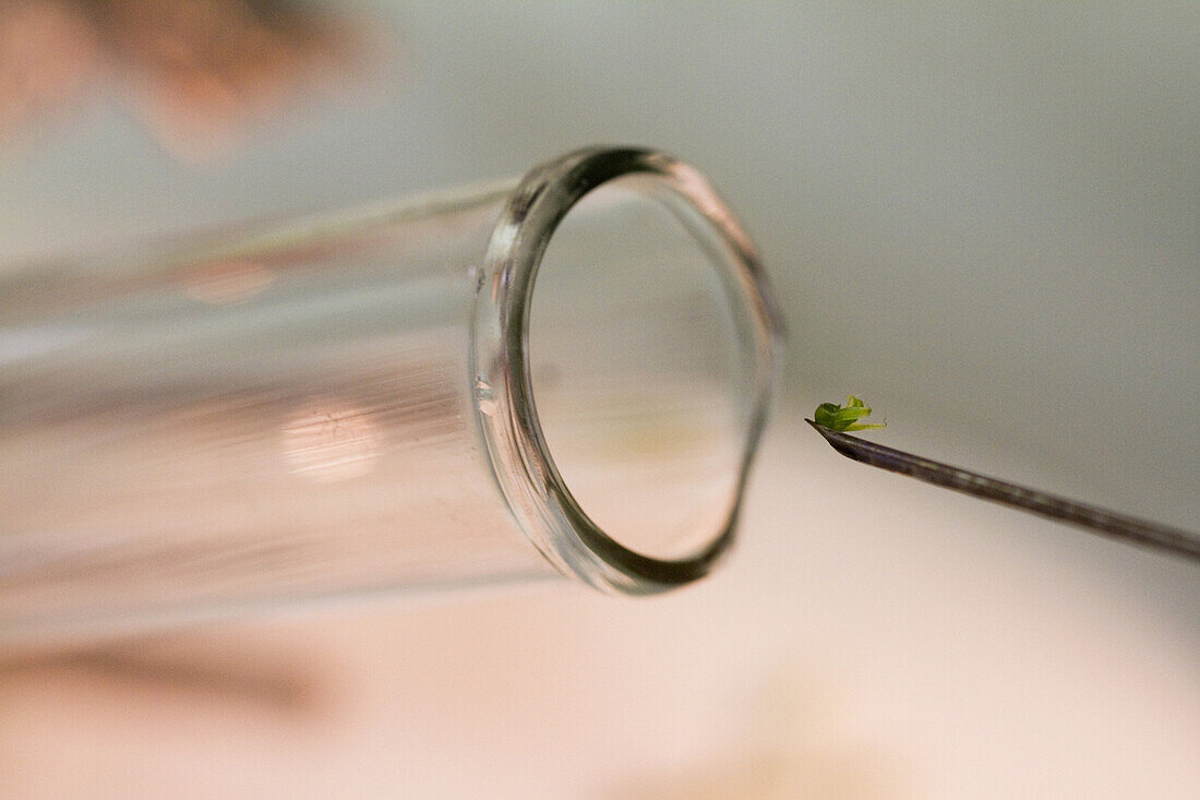 'Laboratory Technician Salome Kivuva at the Kenya Plant Health Inspectorate Service KPHIS,  outside Nairobi, plants the ''meristem'' from a cassava plant in a test tube with special organic media Once grown, it is tested for viruses and found clean, the c