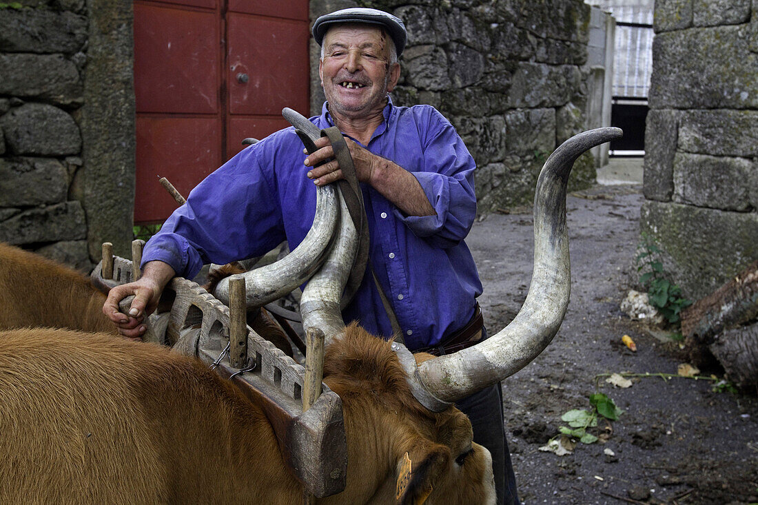 Manuel Domingues Loureiro Afonso,  67,  of the village of Vilar,  using his two long-horned cattle to cart manure to his field and also plow the field near the Peneda-Geres National Park,  Portugal.