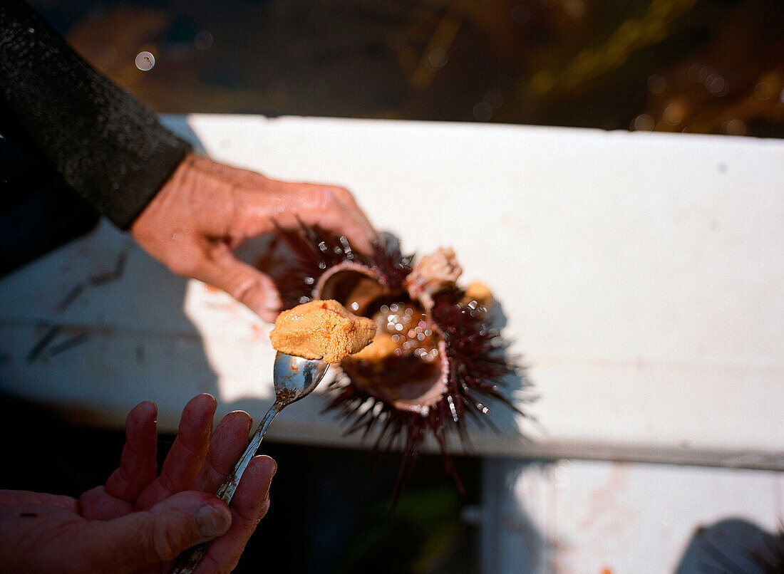 Peter Halmay 71, a former engineer turned sea urchin diver in San Diego,  Ca.,  displays an urchin on his boat after his second dive of the day. According to many,  the best urchins - the big Pacific Reds - come from the kelp forests off Point Loma,  Ca.