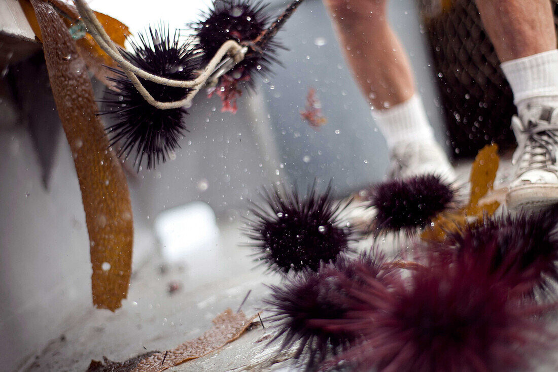 A worker aboard the boat Erin B. offloads a net of sea urchins onto the deck,  where they are inspected and counted.