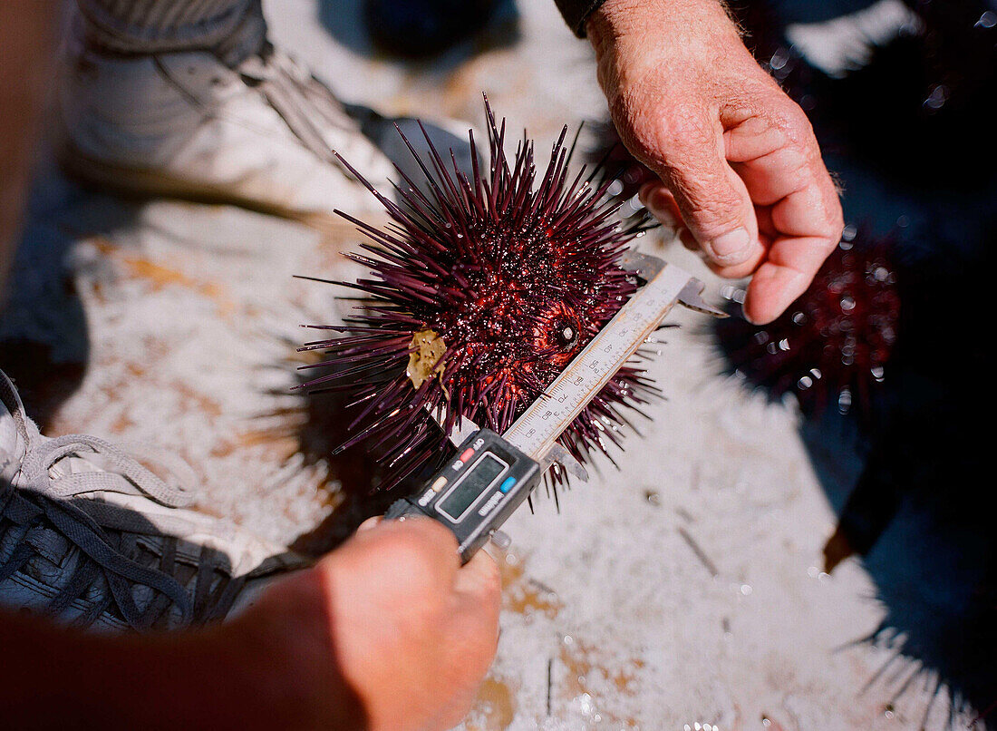 A sea urchin is measured onboard a dive boat in San Diego,  Ca. According to many,  the best urchins - the big Pacific Reds - come from the kelp forests off Point Loma,  Ca.,  thousands of miles from countries that pay the big money for fresh urchin roe.