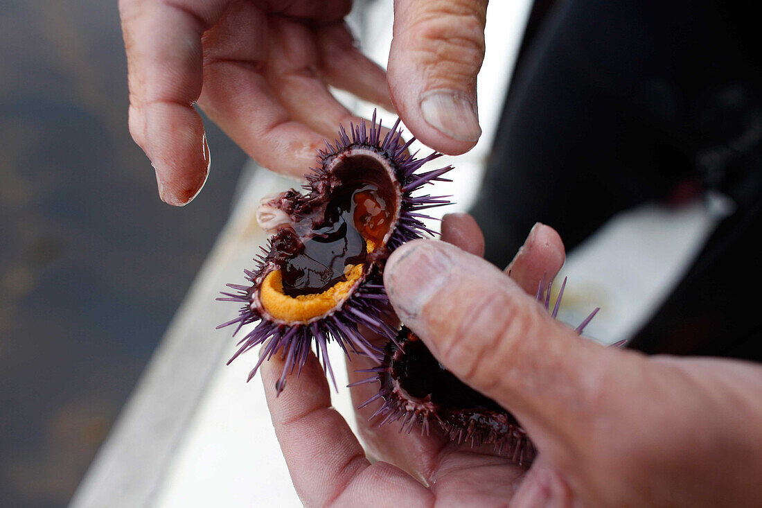 Peter Halmay 71, a former engineer turned sea urchin diver in San Diego,  Ca.,  tastes a portion of his catch onboard his boat after his second dive of the day. According to many,  the best urchins - the big Pacific Reds - come from the kelp forests off