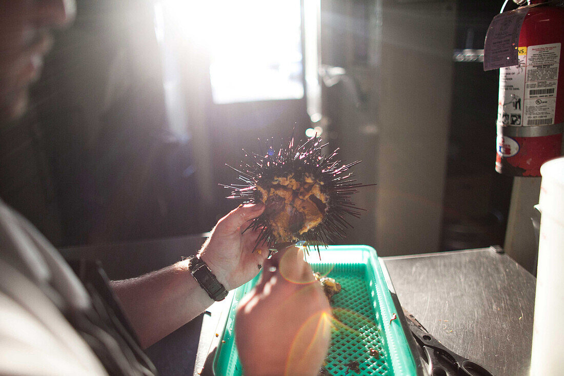 A chef cleans a large sea urchin at the Sea Rocket Bistro restaurant in San Diego,  Ca.