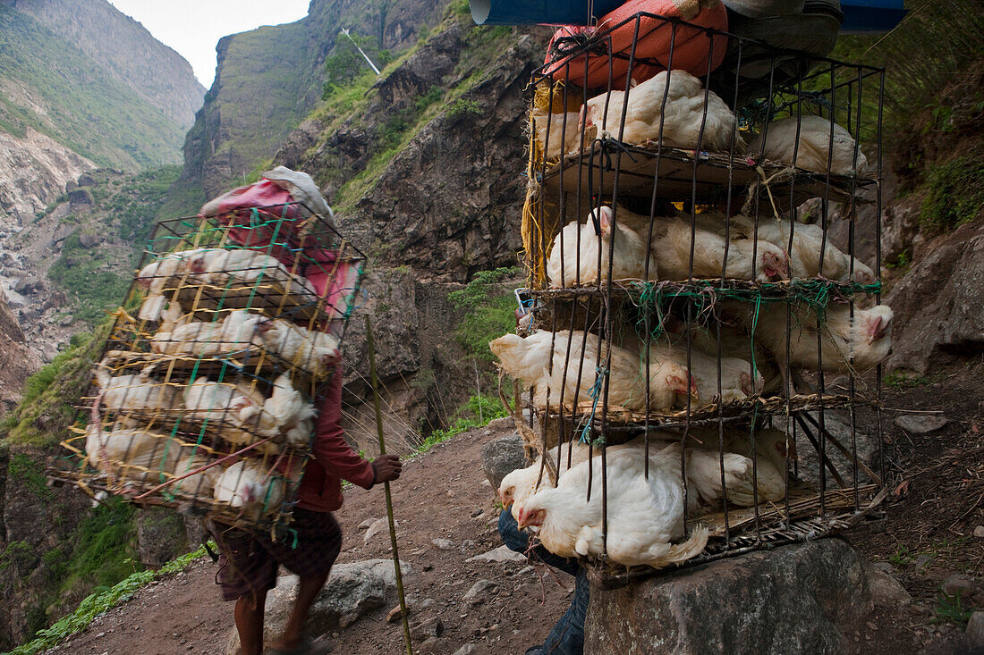 Portaging broiler chicken, walking for 4-5 days, pays porter Nrs 5000 USD 62, which is in contrast to picking yarshagumba. Manang, Nepal.