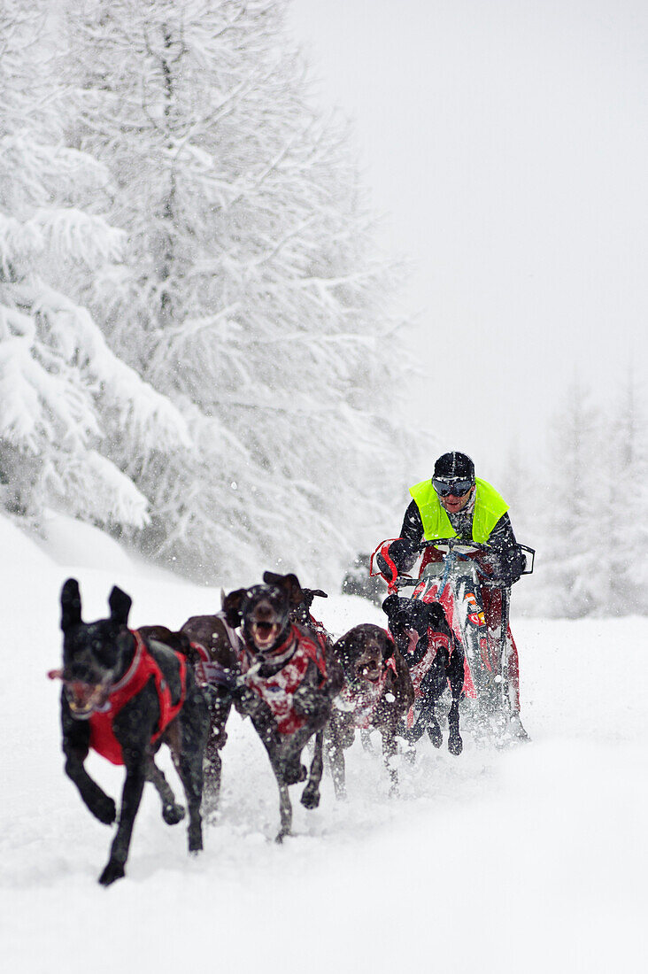 Dog Sled team racing in Jakuszyce, Poland.