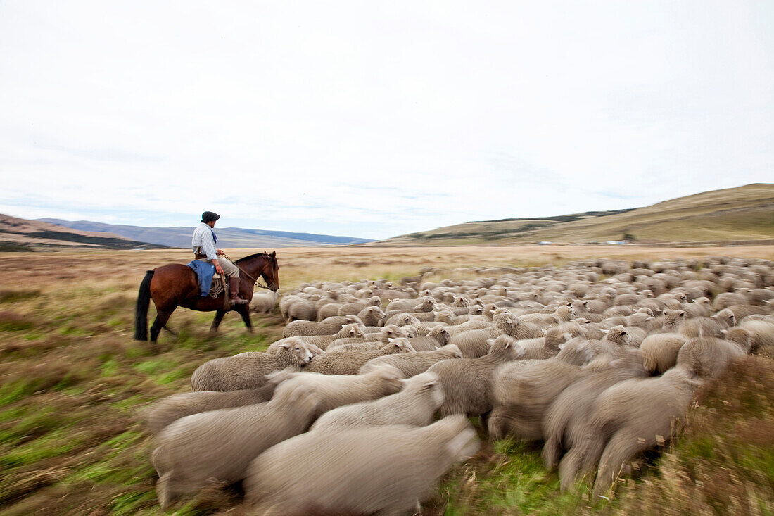PATAGONIA, CHILE. A gaucho, a Chilean cowboy, on his horse in an open field as he rounds up his sheep.