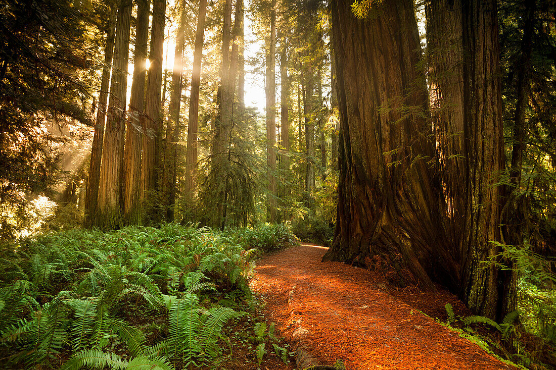 Giant trees and lush forest in the Humboldt Redwoods State Park California, USA