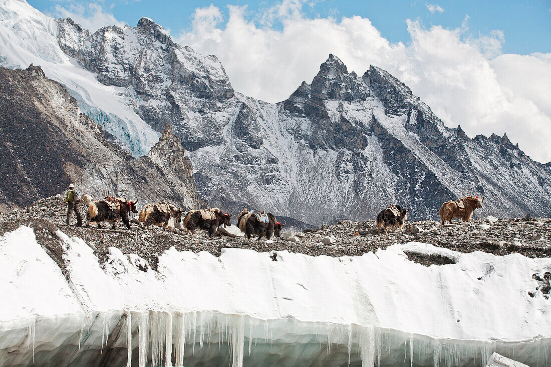 Yaks at Everest Base camp