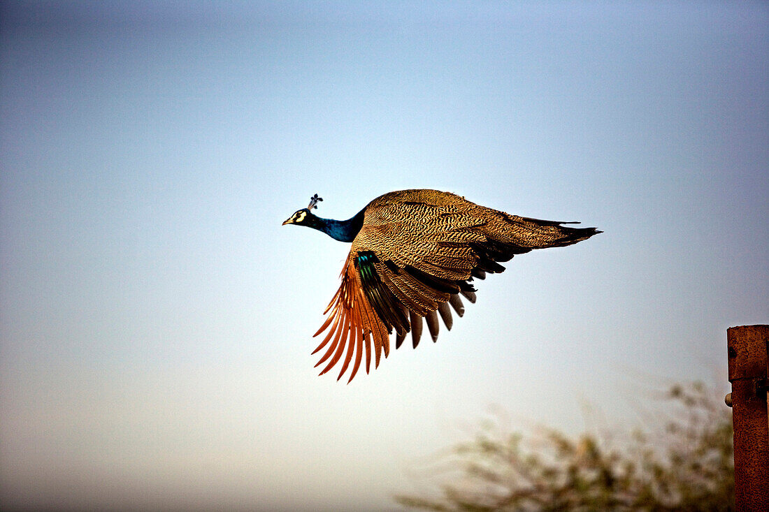 Peacock in flight.