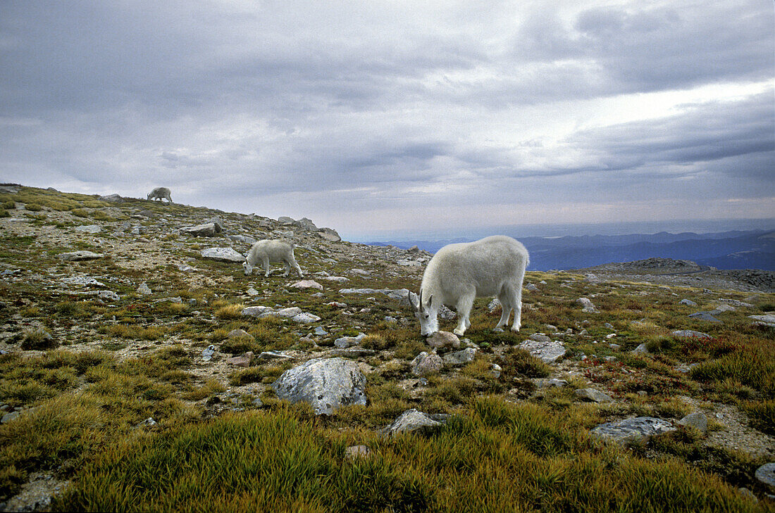 Three mountain goats feeding, Mount Evans, Colorado.