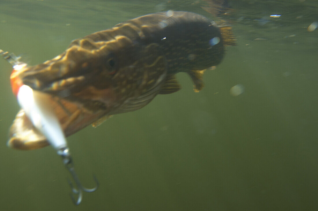 A northern pike underwater taking the lure in freshwater.