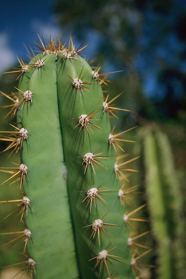 Cactus at a private nature reserve funded in part by the Nature Conservancy, the Serra Das Almas Reserve in the heart of the Caatinga ecosystem of northeastern Brazil.